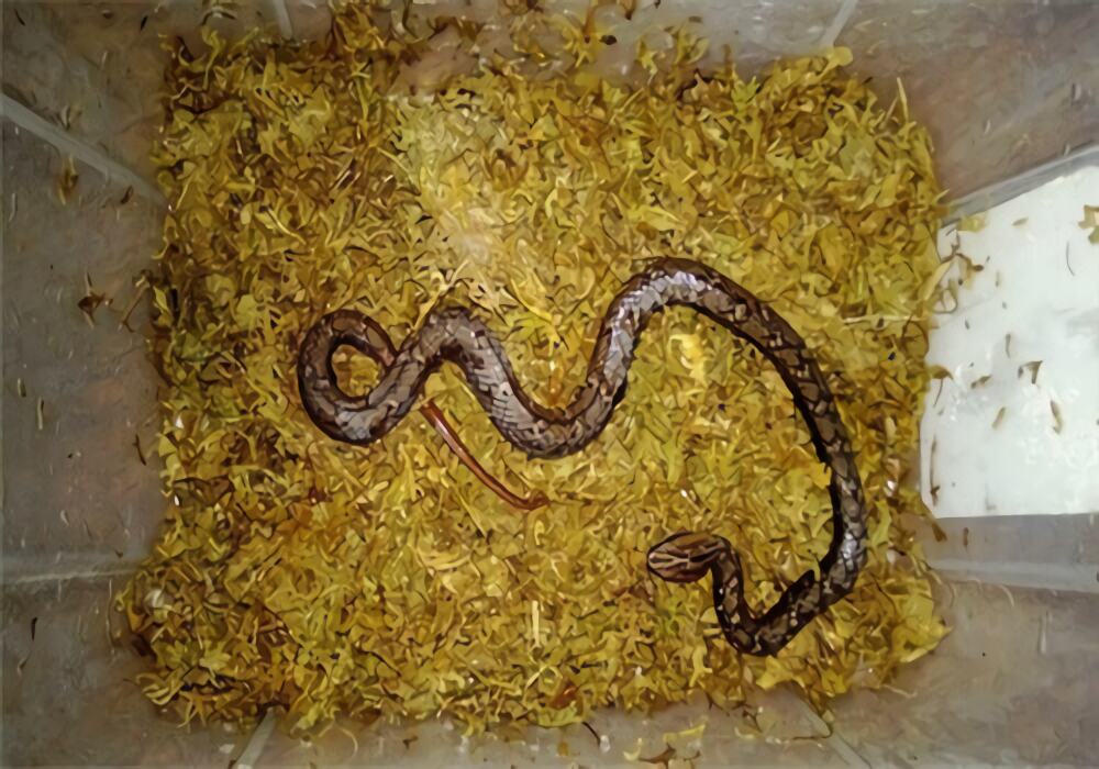 紫砂蛇身份信息