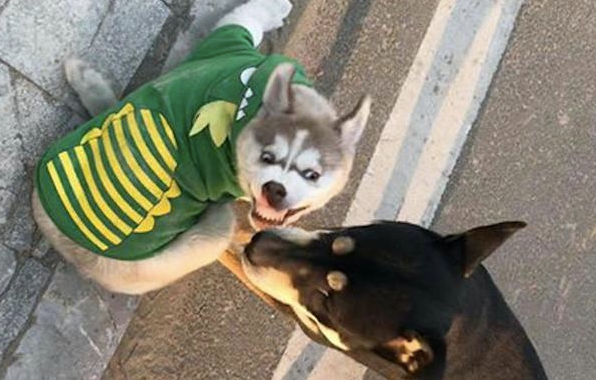 哈士奇和柴犬打架斗殴,每一张照片全是表情包,二哈:搞笑幽默我从未输过