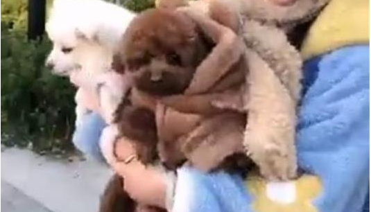 西安男子遛狗不栓绳吓哭小孩,狗主人:“我家狗比你娃金贵”