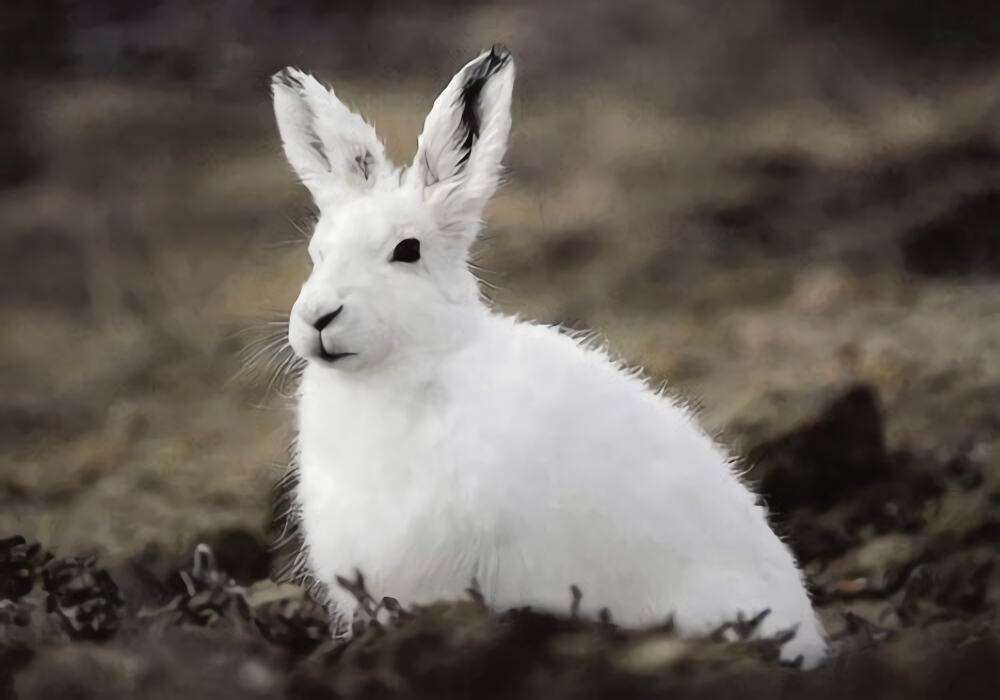 北极兔身份信息