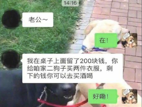 老婆留2百给狗买穿的,老公却将纸箱子套它手上