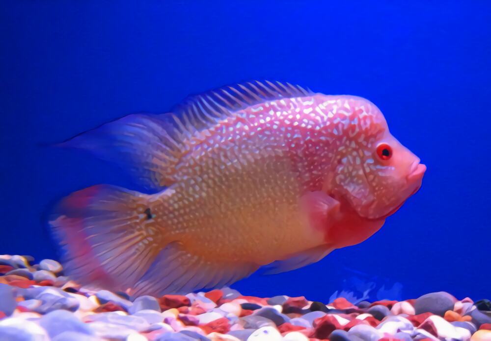 金马骝身份信息