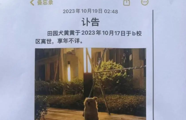 我为流浪狗发声!抵制大规模捕杀流浪狗!