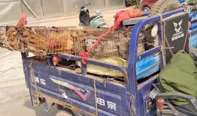 600块,战神比特卖狗贩,失去主人的庇护,狗狗任由狗贩夹来夹去