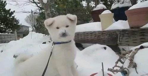 纯白秋田犬玩白雪,都分不清到底是雪还是狗了