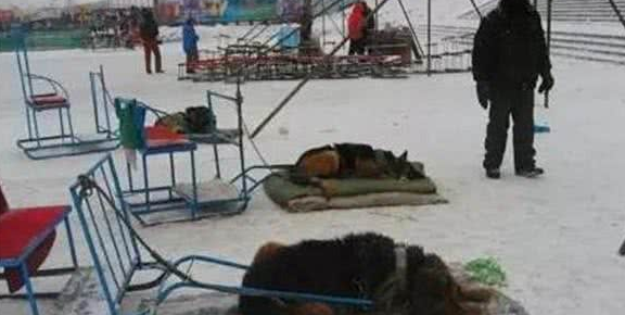 可怜雪橇犬拉客跑一圈只收10块,每天只有几颗馒头和剩下的骨头