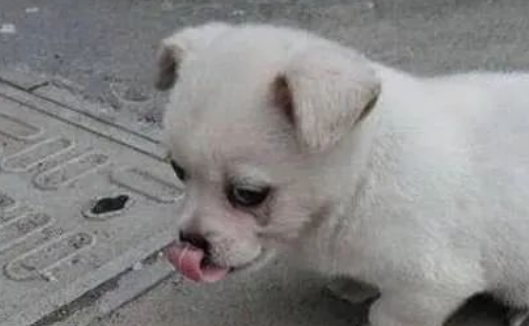 流浪狗每天趴在井盖旁边流泪,甚是奇怪,了解真相后让人很心疼