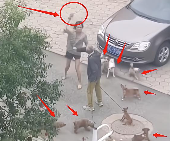 女子遛多只狗不栓绳，竟还脱下拖鞋，人狗一起围攻遛狗大爷