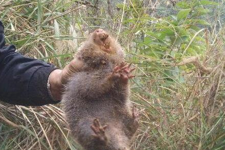 乡村土狗上山挖地洞,挖到一只小胖子家伙,让狗主人家乐得合不拢嘴