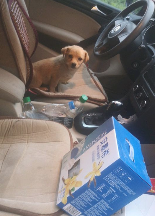 女孩儿回家的道上捡一条狗狗,上一洗手间回家见到狗狗后她差点儿笑喷