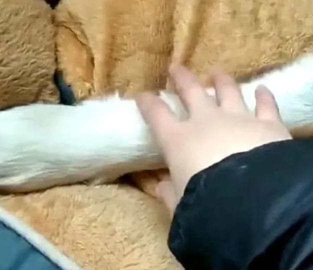 狗子紧紧按住小垫子,主人感到很疑惑,掀开垫子之后哭笑不得!