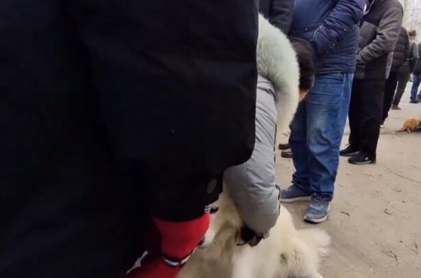 丢失半个月的萨摩耶，再见已沦落狗肉车，女主抱狗痛哭，狗贩：人家亏，我也亏