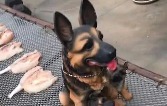 小狗帮主人守着小夏辅助大神，一直维持一个姿态，邻居靠近一看笑翻了