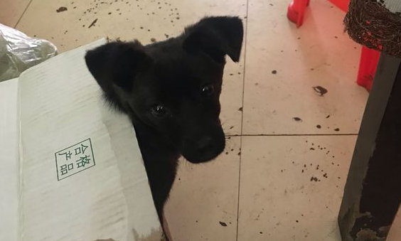 狗狗在马路边往返彷徨着,男孩儿叫它一声,小家伙这一跟便是四公里