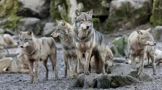 救命呀！我家狗子是大禽兽！它…它竟然睡了它亲妈…...