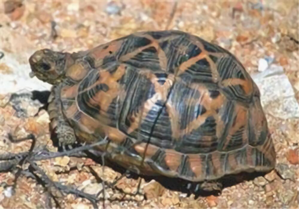 帐篷陆龟身份信息