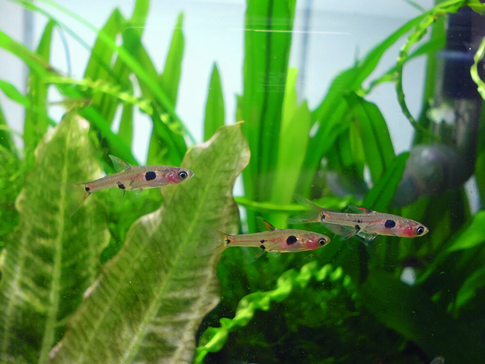 大点鲫身份信息