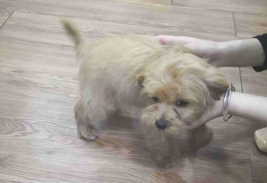 流浪犬跟随大家一起排队买包子,激起女生对它的好感度,暖人的收容