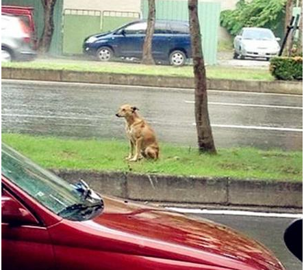 小黄狗站在雨中 | 下一次,请别再遗弃我!