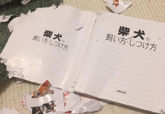网友买了本如何饲养柴犬的书,第二天就被它给撕了,狗:问我啊!