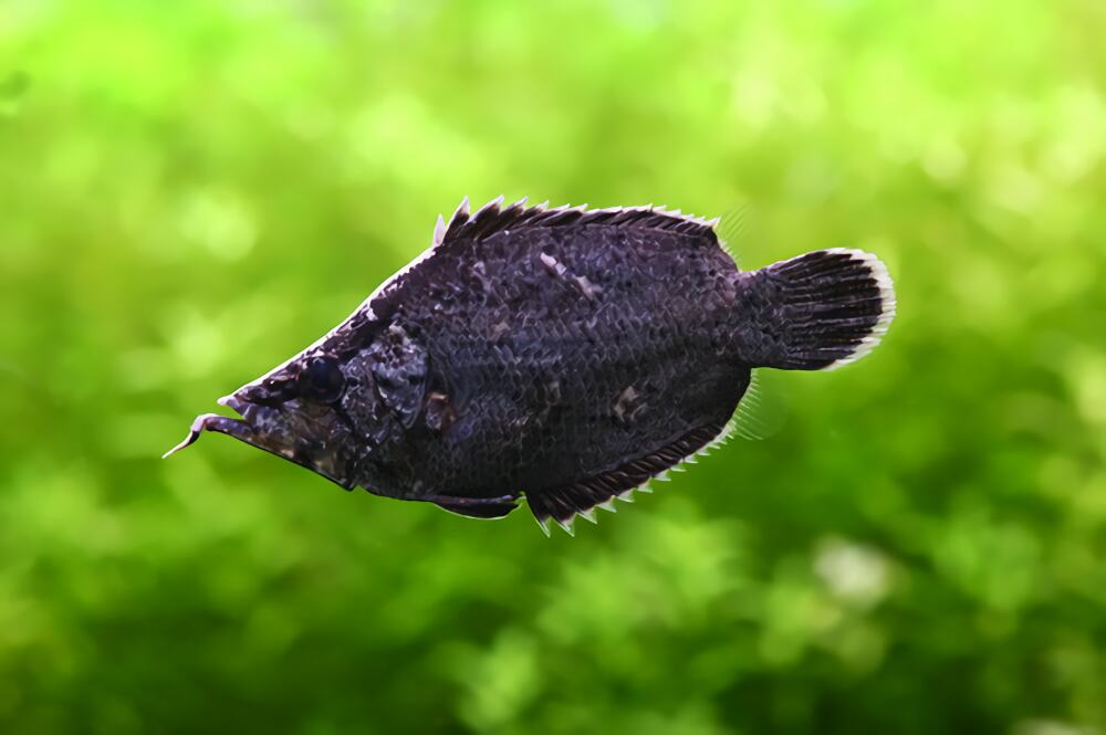 叶形鱼身份信息