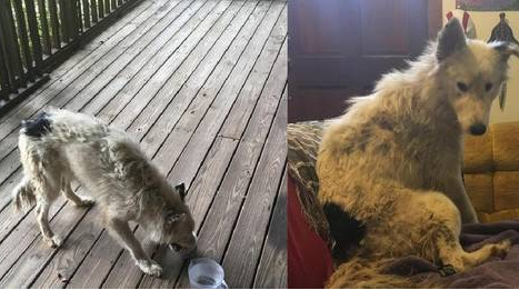 女子偶遇一只流浪狗,给了食物后,没想到接下来一发不可收拾