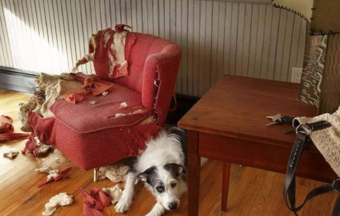主人不在家宠物犬都忙啥?无非这5件事,铲屎官:最后一个好贴心