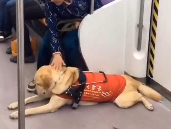 导盲犬带主人坐地铁,被乘客嫌弃太臭,表情很委屈,让人心疼