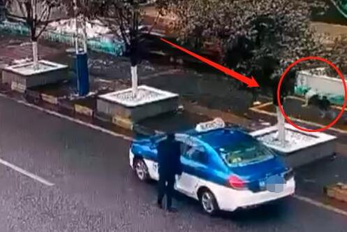 贵阳的哥当街“诱拐”宠物狗?狗主人:太气愤!不想赔偿,只想找到它