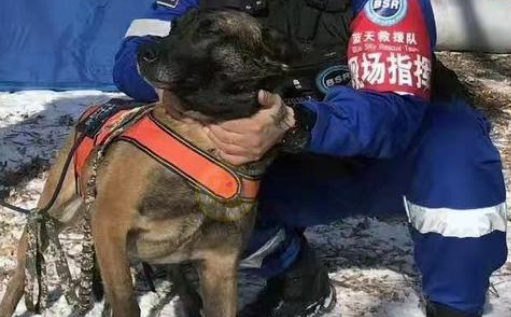 被寄养的搜救犬,连开两道锁成功“越狱”,终被好心人送回