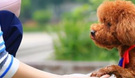 泰迪狗一生认几个主人，如何判断出来的？第一任主人对它很重要