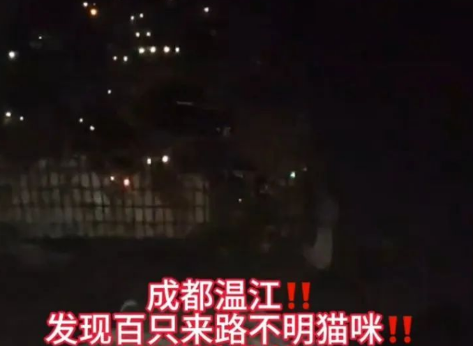 成都一猪肉加工点圈养大量流浪猫？涉事场所已依法取缔