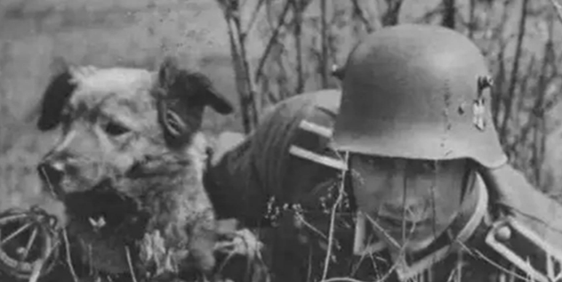1950年二战军犬偶遇杀害主人的凶手,上前咬死凶手后,结局如何