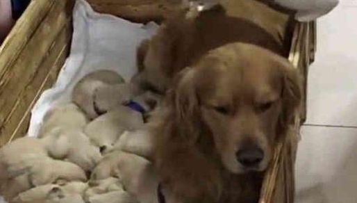 金毛生了一窝小奶狗，主人看了无奈，哪位狗崽子的父亲