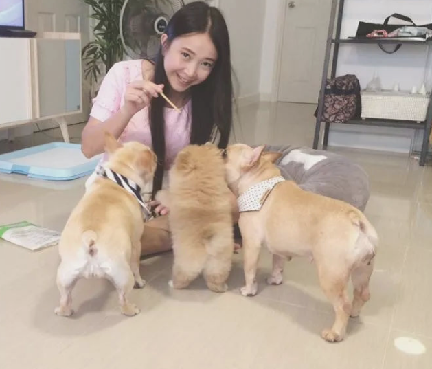 小宠物斗牛犬的身上这5点!许多人一直都误解了!
