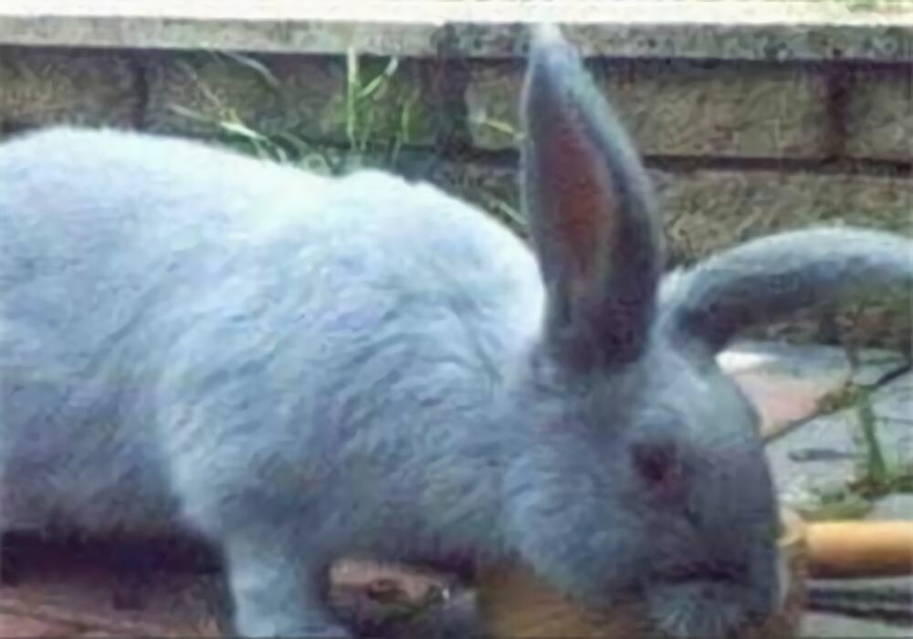 比华伦兔身份信息