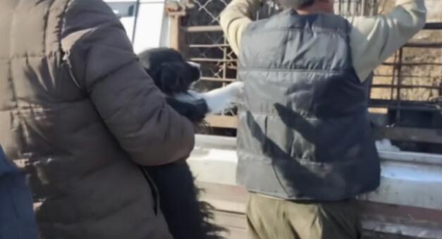 狗肉车上1只边牧很绝望，小哥花600块买了下来：你跟我回家