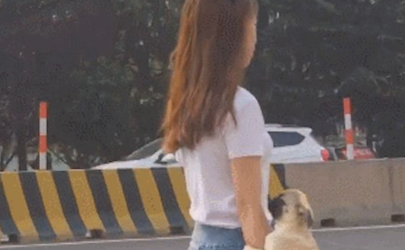 女生将狗狗放到手臂上,仿佛个真皮手包,遛狗方法也太硬气了吧!