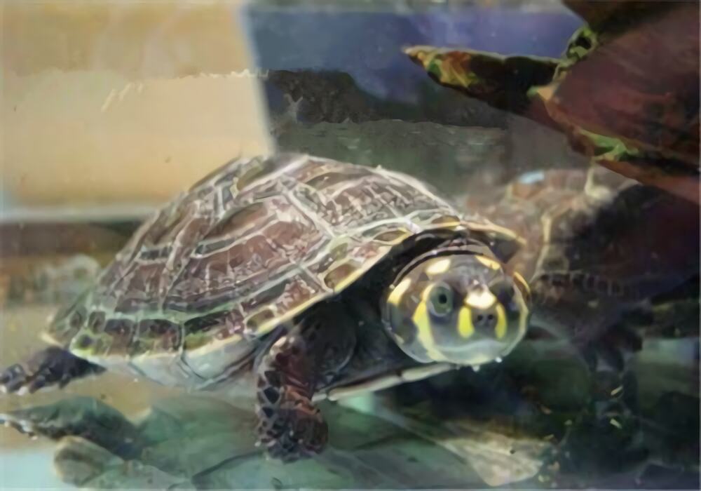 黄头侧颈龟身份信息