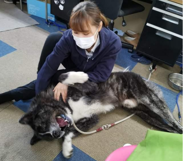 秋田犬陪主人上班总爱撒娇,近80斤却还觉得自己是个宝宝