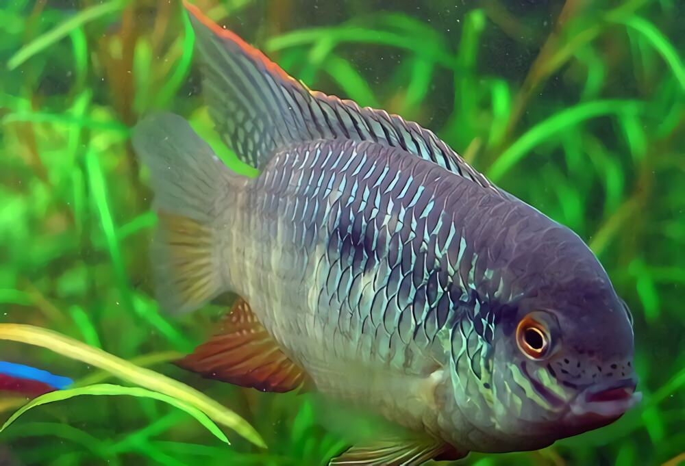 红鳃皇冠身份信息