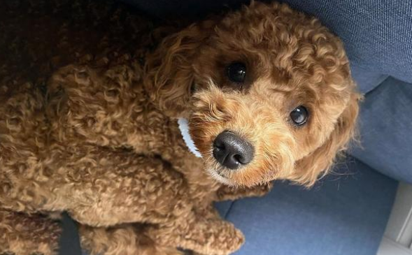 大雨中被淋湿的流浪狗,身上还穿着小衣服,它也曾是谁的宝贝吧