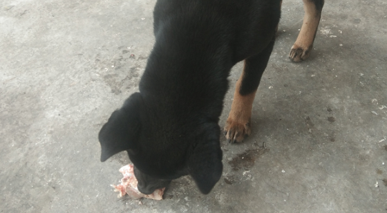 土狗的衣食住行条件真棒,常常啃大骨头吃,都快很腻了