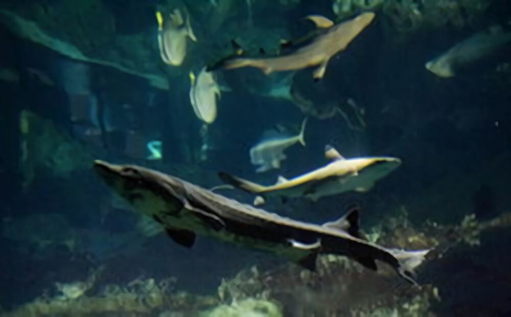 美国旗鱼身份信息