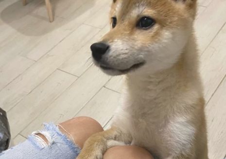 柴犬的睡姿挺“妖媚”,好像个妙龄女子一样,太讨人喜欢了