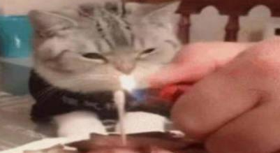 猫咪看着五花肉蛋糕发愁,难道猫生就此结束?“我怕是条狗吧”