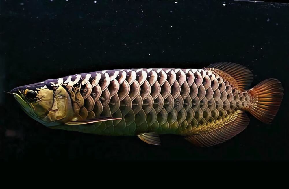 过背金龙身份信息