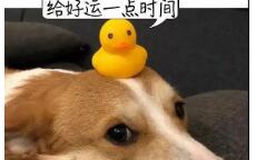 泉州一宠物店店员,被狗咬掉嘴唇!医生提醒:特殊部位被咬发生狂犬病概率更高