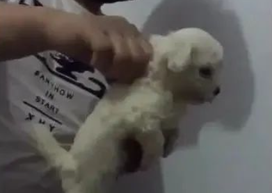 男主角一只手捏紧狗狗的皮,捉起来抖起来,狗狗被吓直了!