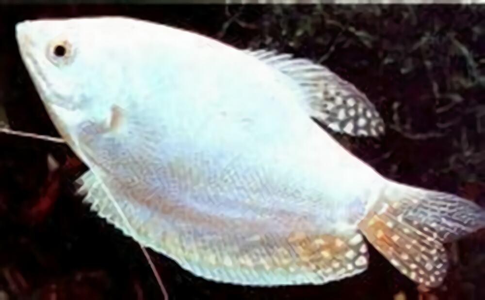 白兔鱼身份信息